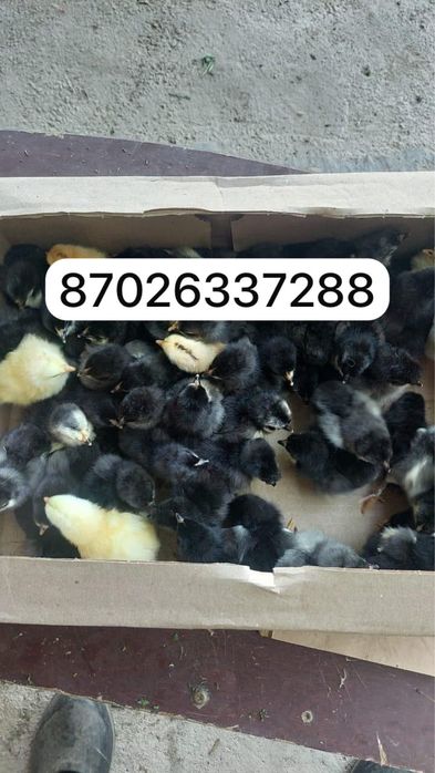 Джирсийский гигант цыплята балапан