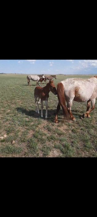 Биелер сатылады.