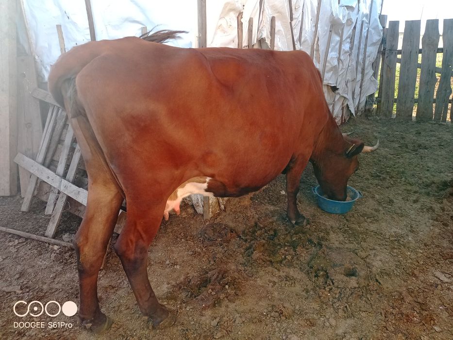 Продам жирную корову
