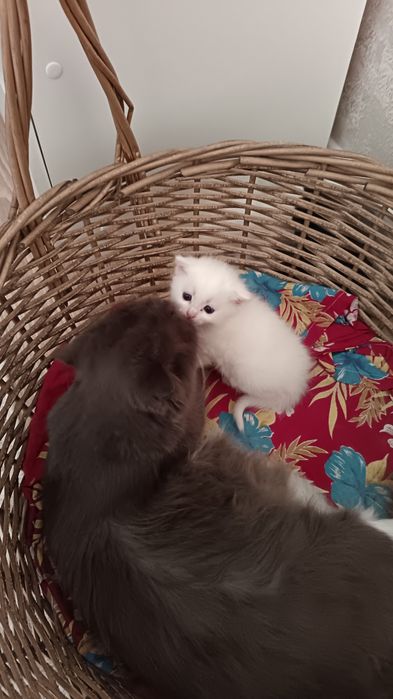 Котята только в добрые руки!