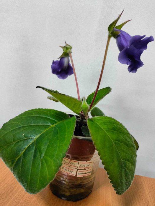 Глоксиния, (Gesneriaceae)