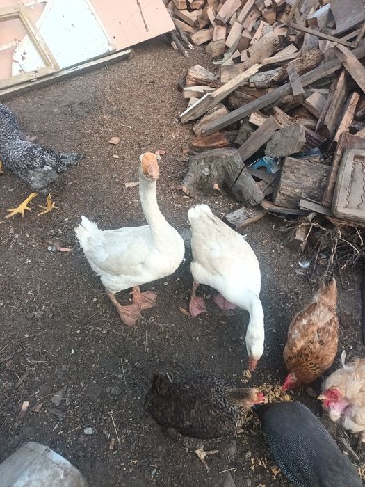 Vând gâste de culoare alb