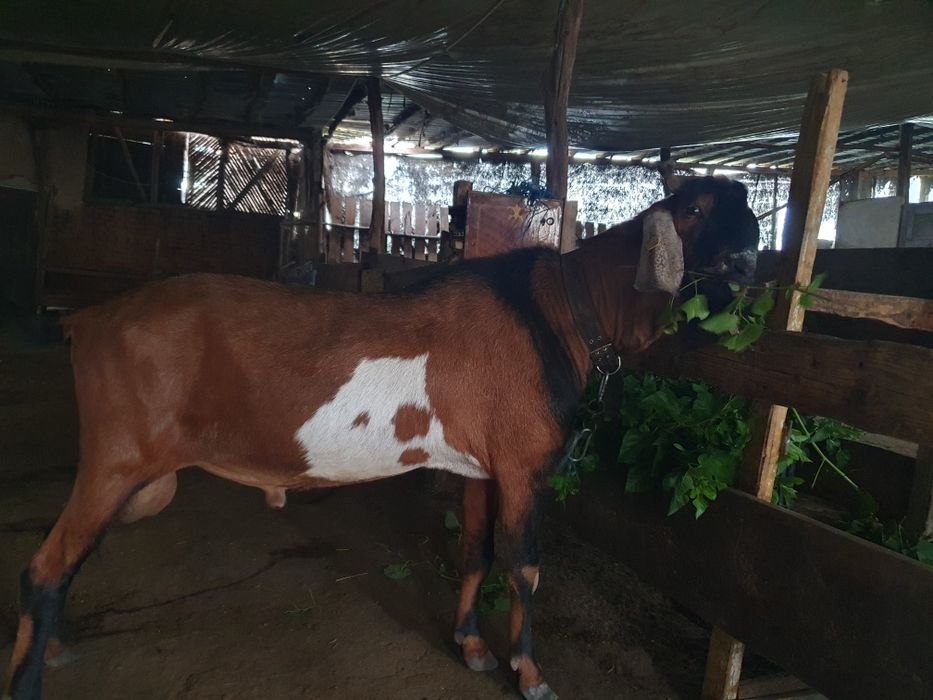 Capre si tapi anglonubuieni cu pedigree