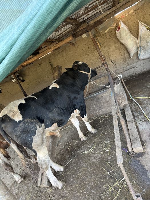 Buqa sotiladi soglom yeb ichiwi yaxwi