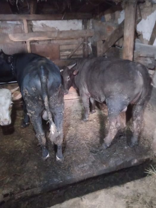 Продам бычков на откорме