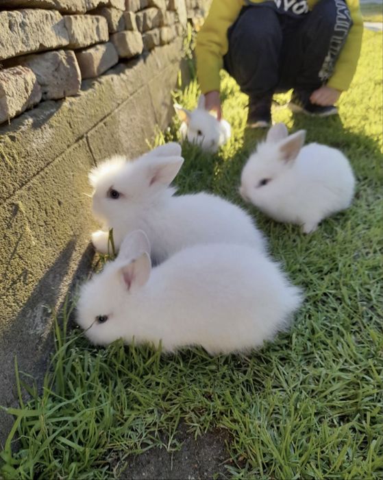 Iepuri pitici cap de leu