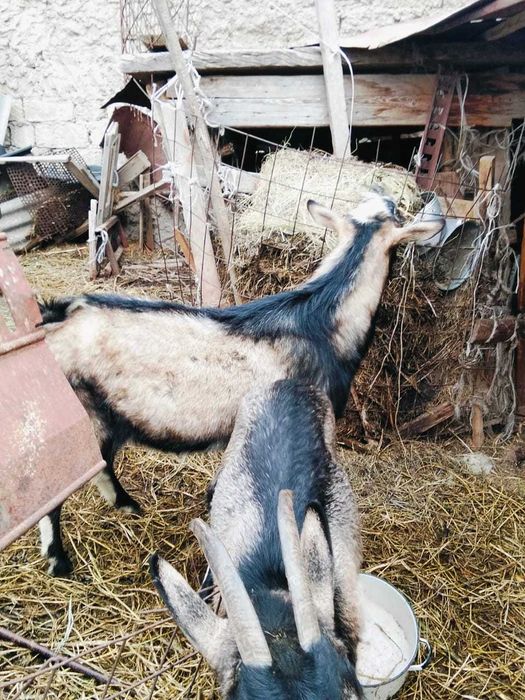Продам козла альпийского