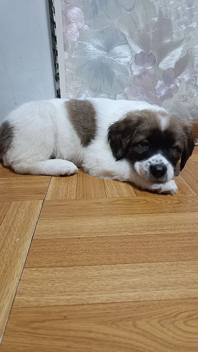 Щенки разных пород