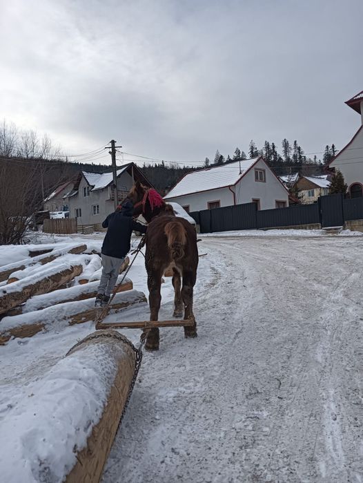 Cal dereș spre roșu castrat