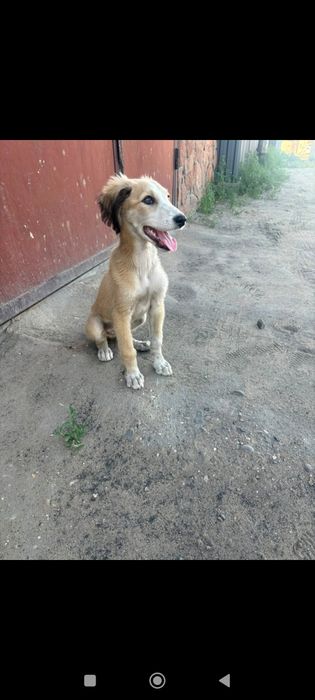 Щенок  бесплатно
