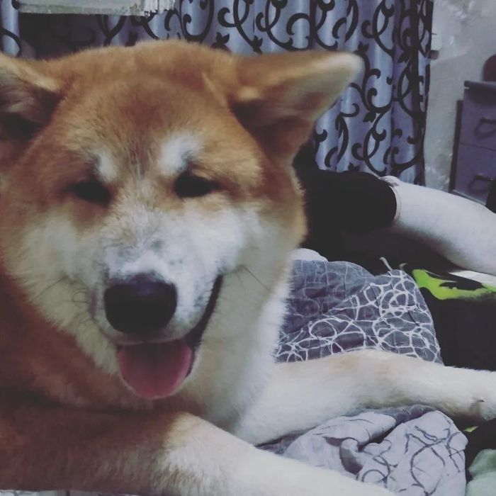 Связка Акита-Ину