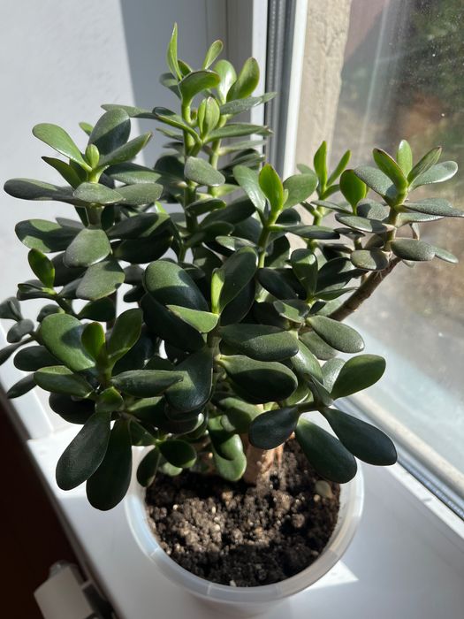 Денежное дерево (Толстянка)