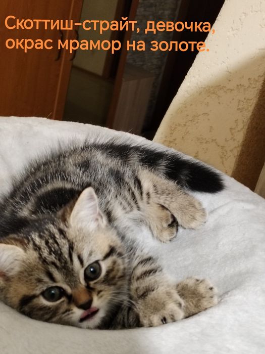 Шотландские котята