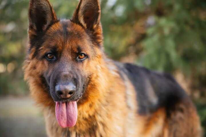 Кобель немецкой овчарки Вязка