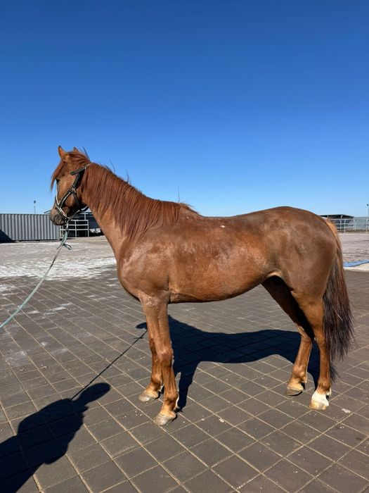 ат сатылады 6жасар