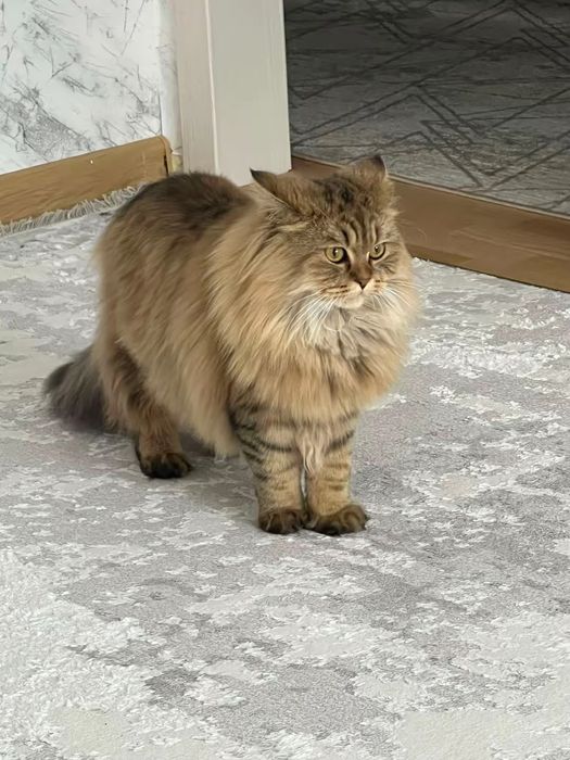 Отдам кошку в добрые руки