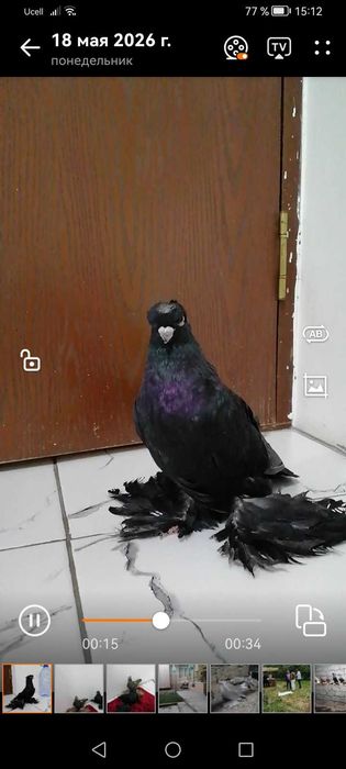 Жук молодое три месяца грибун