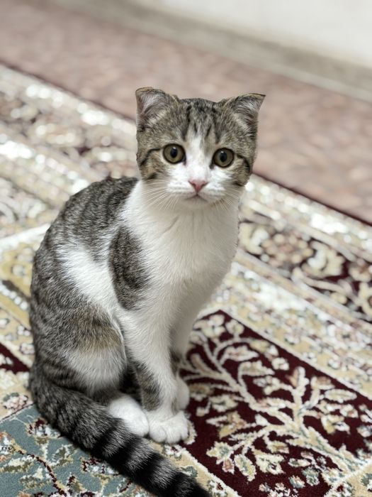 1 жарым жас мысық қыз