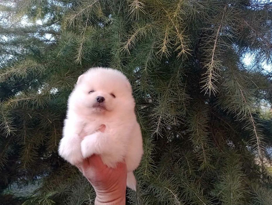 Бели и кремави Шпицлета!