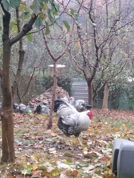 Oua pentru incubat wyandotte argintiu si portelan