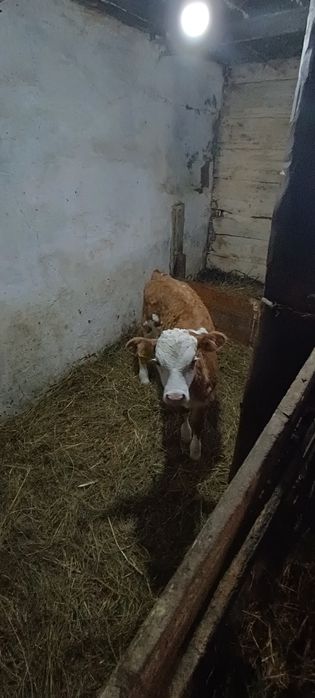 Продам телёнка телочка