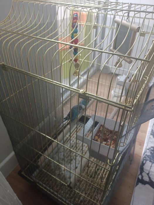 Продам попугаев с клетками.