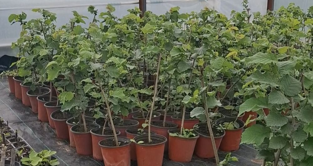 Puieti de alun. Impadurire si perdele forestiere