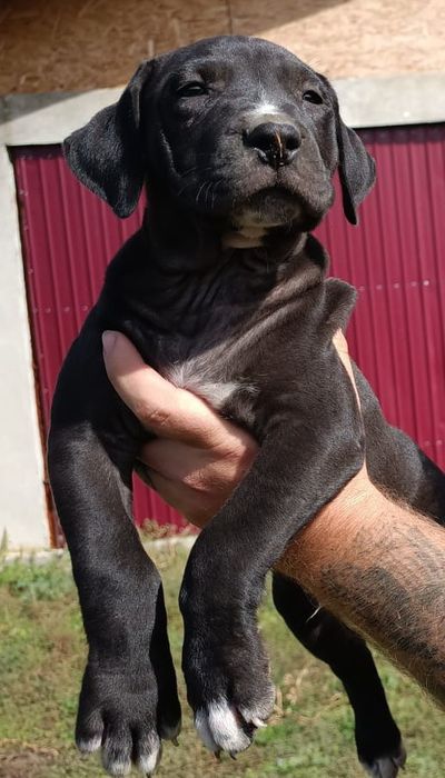 Femelă de presa canario