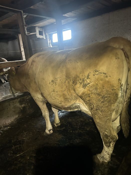 Vand vaci baltata romaneasca