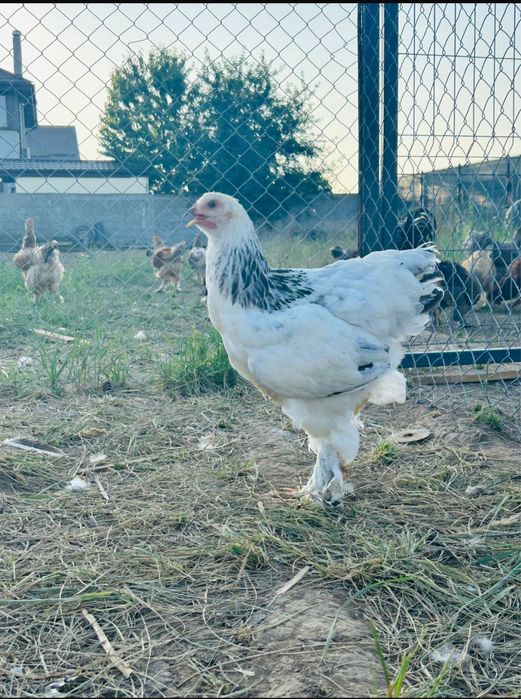 Vand oua de gaina pentru consum proapeste si de calitate superioara