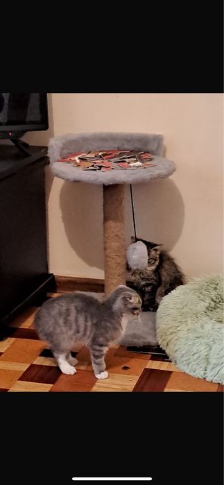 Продам кошку породы скотиш фолд девочка