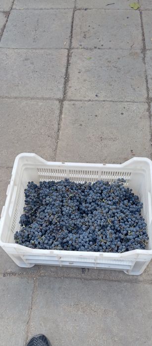 Продам виноград для компотов сладкий