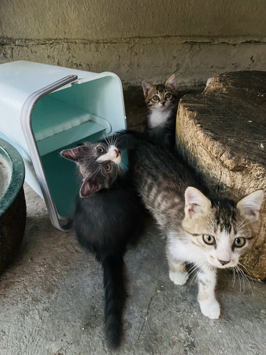 Котята в добрые руки