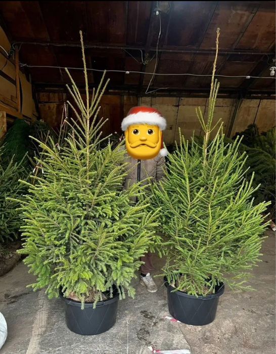 Ветки елки,ветки пихты,живая елка,живая сосна,живая ель