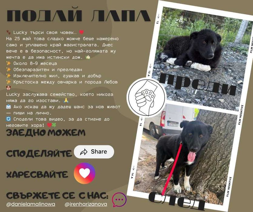 Lucky търси любящо семейство