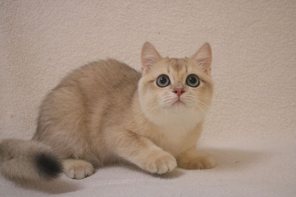 Британский чистокровный мальчик голубое золото