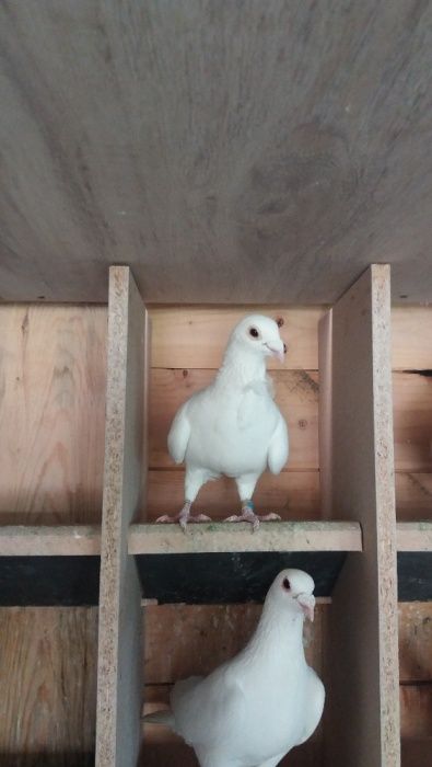 Vand voiajori albi , femele, masculi, perechi si pui