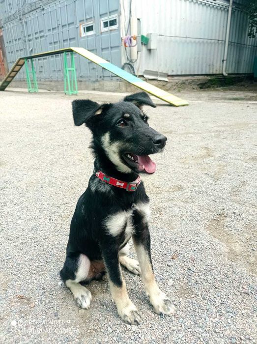 Собака - улыбака ищет дом, чтобы дарить радость!