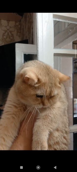 Золотая шиншилла для вязки