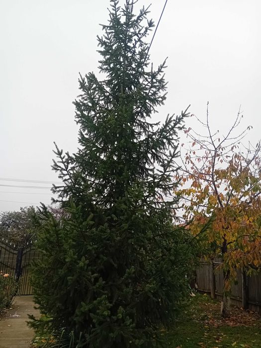 Brad Crăciun  5,50 m