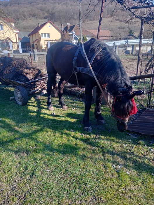 Vând iapa bună de ham