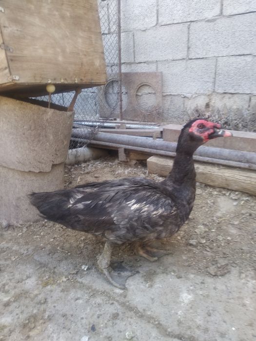 Индоутки крупных немецких пород