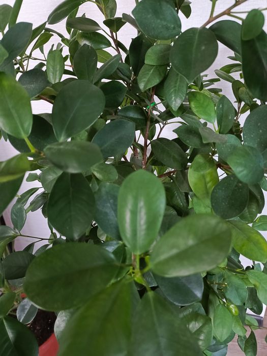 Фикус. Комнатное растение.