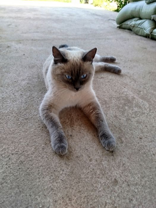 Отдам тайскую кошку