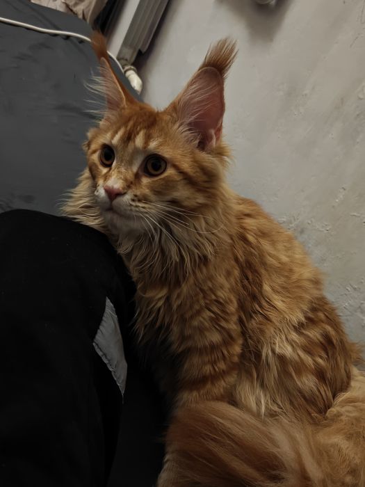 Вязка Мейнкун девочка 9 месяцев