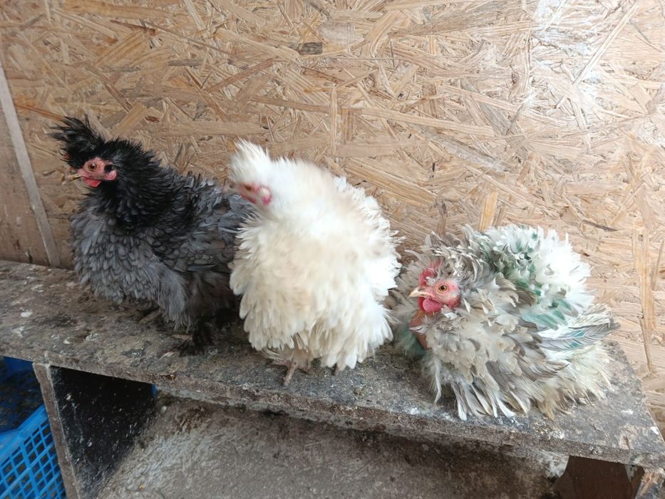 Oua pt incubat diferite rase