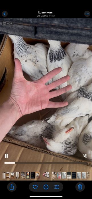 Адлерь шөже қораздары