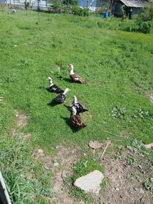 Инкубационные яйци индоутки