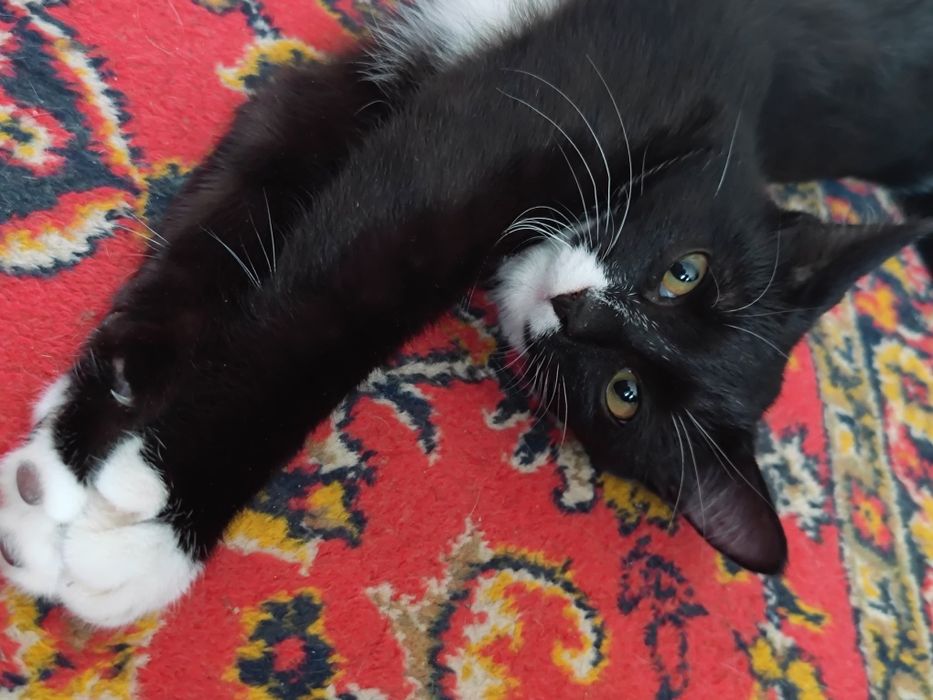 Котик ищет дамик