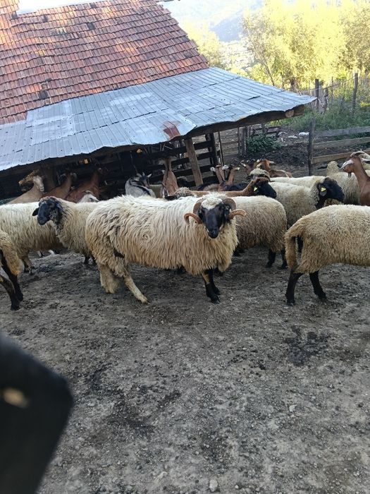 Berbec mior de vânzare